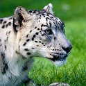 slides/IMG_4501.jpg wildlife, feline, big cat, cat, predator, fur, spot, snow, leopard, eye, steel WBCW19 - Snow Leopard